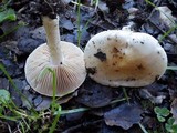 Hebeloma cavipes image