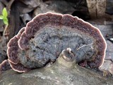 Xylobolus illudens image