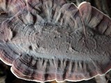 Xylobolus illudens image