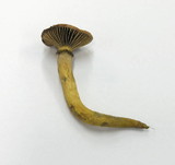 Chroogomphus helveticus image