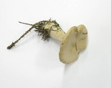 Clitocybe gibba image