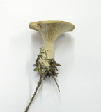Clitocybe gibba image