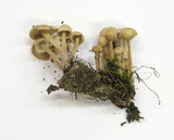 Gymnopus confluens image