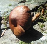 Cortinarius cinnabarinus image