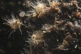 Trichobolus zukalii image
