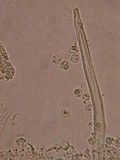 Trichobolus zukalii image