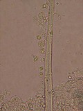 Trichobolus zukalii image