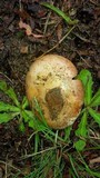 Amanita rosea image