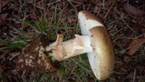 Amanita rosea image