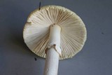Amanita augusta image