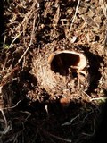 Geopora arenicola image