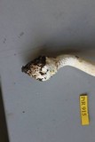 Amanita augusta image