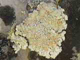 Rhizoplaca chrysoleuca image