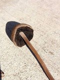 Panaeolus cinctulus image