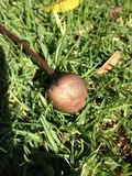 Panaeolus cinctulus image