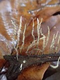 Xylaria moelleroclavus image