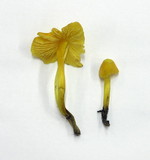 Hygrocybe tristis image