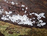 Ceratiomyxa fruticulosa var. fruticulosa image