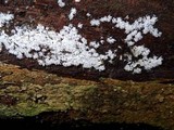 Ceratiomyxa fruticulosa var. fruticulosa image