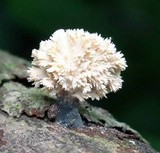 Xylaria cubensis image