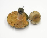 Lactarius deterrimus image