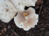Clitopilus prunulus image