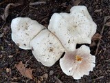 Clitopilus prunulus image