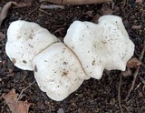 Clitopilus prunulus image