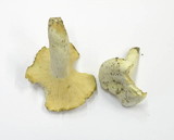 Lactarius piperatus image