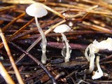 Roridomyces roridus image