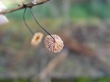 Gymnopus androsaceus image