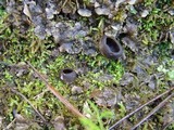 Helvella leucomelaena image