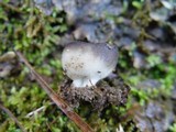 Helvella leucomelaena image