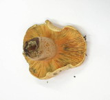 Lactarius salmonicolor image