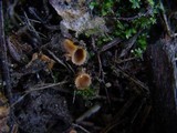 Pustularia patavina image