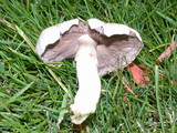 Agaricus californicus image