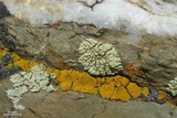 Candelariella rosulans image