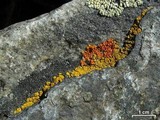 Candelariella rosulans image