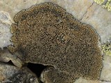 Sporastatia testudinea image