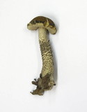 Leccinum pseudoscabrum image