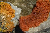 Xanthoria elegans image