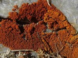 Xanthoria elegans image