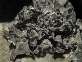 Umbilicaria virginis image