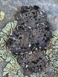 Umbilicaria virginis image
