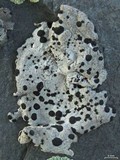 Umbilicaria virginis image
