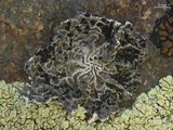 Umbilicaria krascheninnikovii image