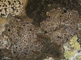 Umbilicaria krascheninnikovii image