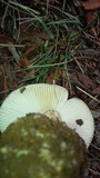 Amanita rosea image