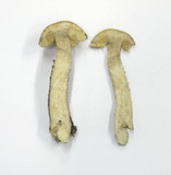 Leccinum pseudoscabrum image