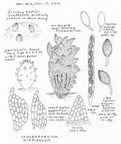 Schizothecium hispidulum image